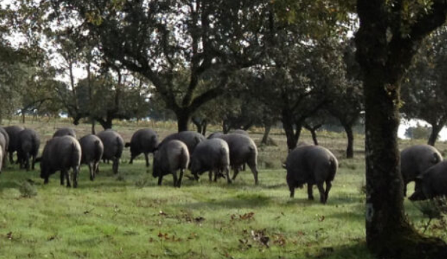 La Tienda de las Conservas