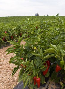 La Tienda de las Conservas